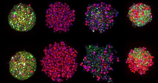 ChromaLIVE™ Non-Toxic Dye