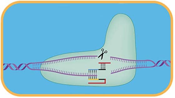 2012 Discovery of CRISPR 2012 Discovery of CRISPR