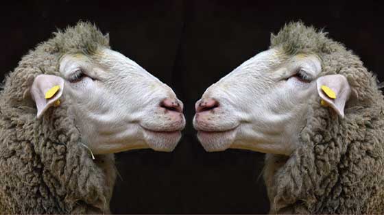 1996 Dolly the Sheep Cloned 1996 Dolly the Sheep Cloned