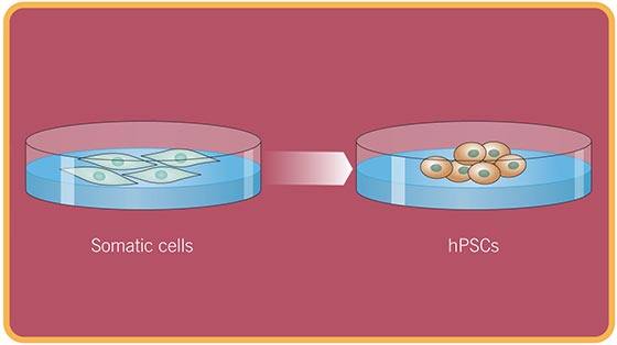 2006 Adult Human Cells are Reprogrammed into PSCs