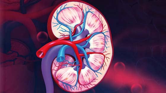 1954 First Kidney Transplant 1954 First Kidney Transplant