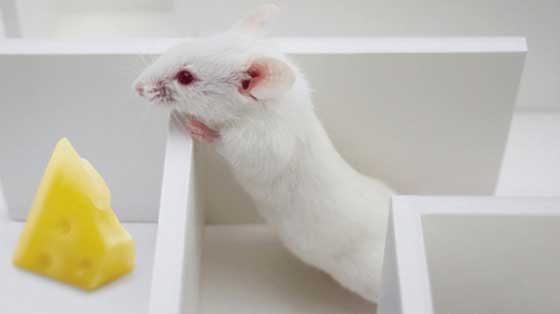 1971 Discovery of Place Cells 1971 Discovery of Place Cells