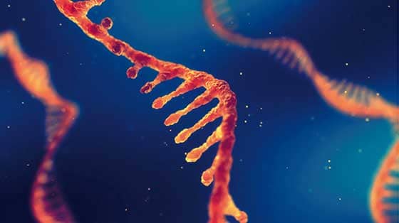 1998 RNA Interference 1998 RNA Interference