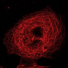 Janelia Fluor® 669, SE (6420) | Bio-Techne