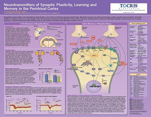 Synaptic Plasticity Learning and Memory in Perirhinal Cortex