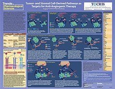 Angiogenesis Life Science Poster