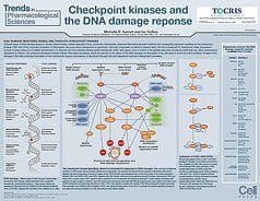 Cell Cycle Life Science Poster