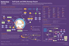 Cell Cycle & DNA Damage Repair Poster