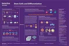 Stem Cells Poster