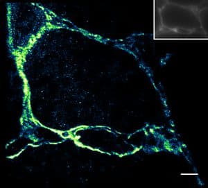 Application of Janelia Fluor® Dyes in Cardiac Tissue Application of Janelia Fluor® Dyes in Cardiac Tissue