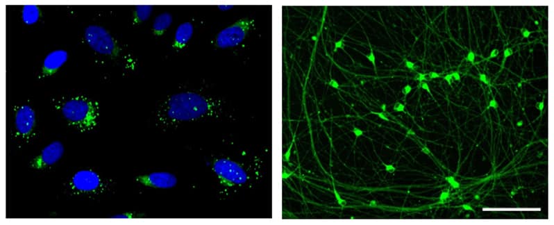 LipoLIVE™ Green Non-Toxic Dye protocol Figure 2
