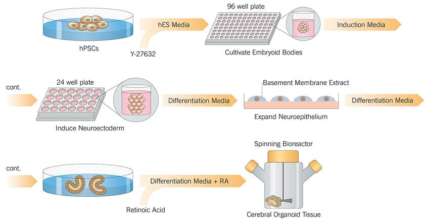 Protocol Snapshot of Cerebral Organoid Genesis https://resources.tocris.com/images/protocols/cerebral-organoid-protocol-workflow.jpg?v=1