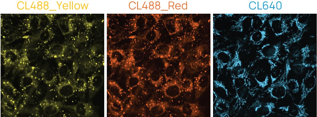 MCF-7 cells stained with ChromaLIVE™ Deep Red