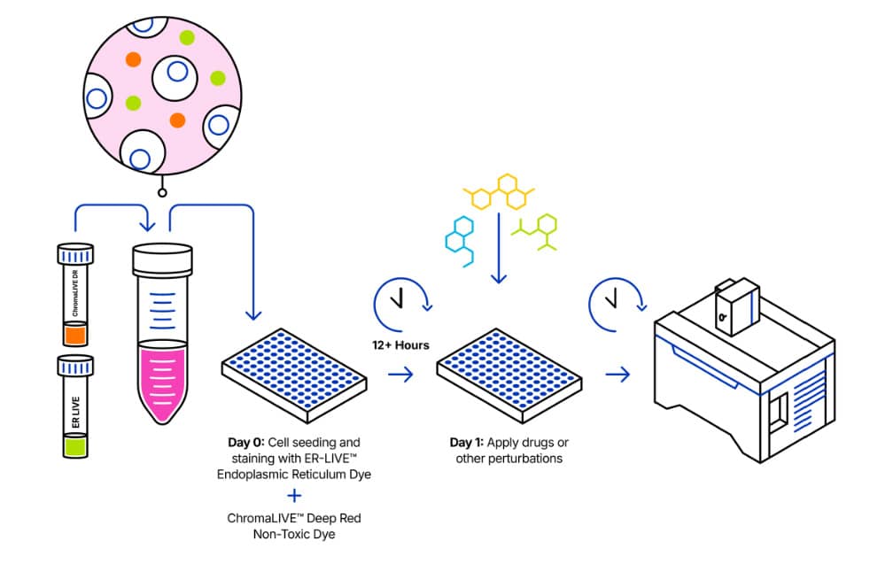 ChromaLIVE™ + ER Protocol Overview