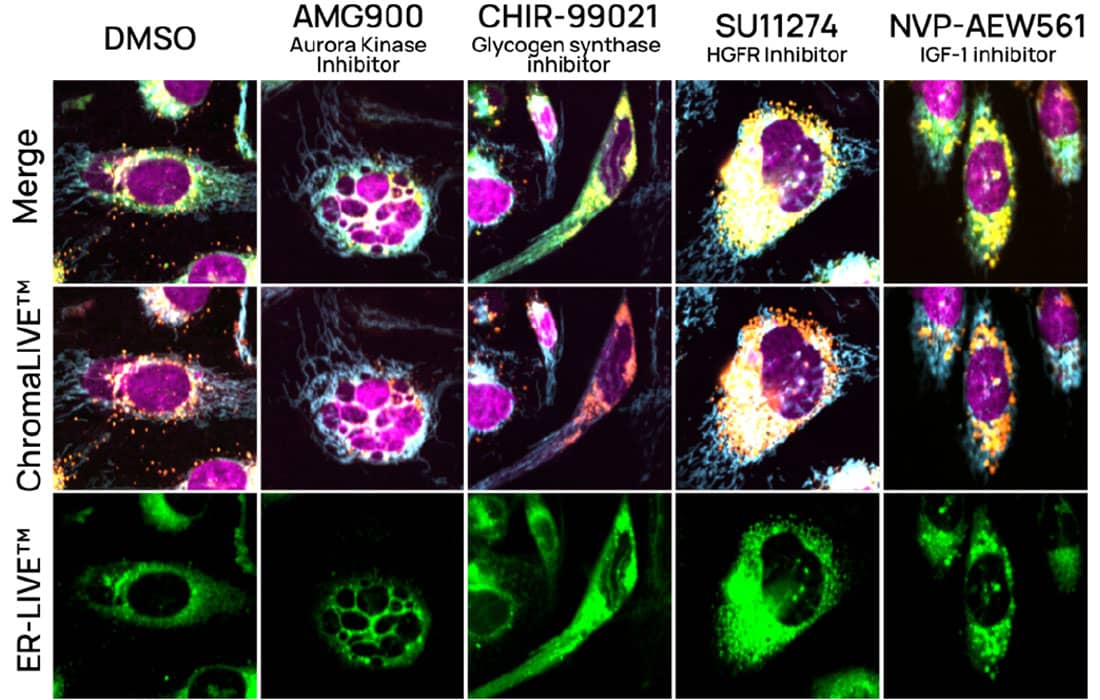 U2OS cells with ChromaLIVE+™ ER and NucleoLIVE™ Red