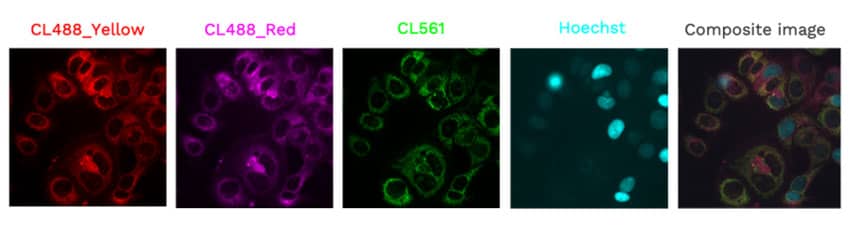 MCF-7 cells stained with ChromaLIVE when seeded MCF-7 cells stained with ChromaLIVE when seeded