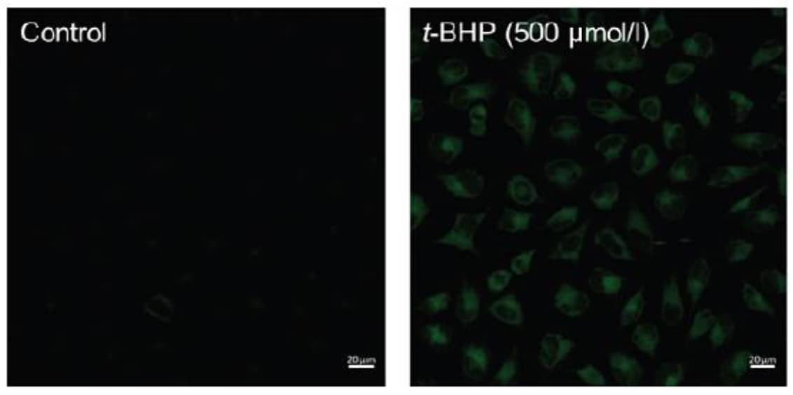 Fluorescence images of lipid peroxidation in HeLa cells