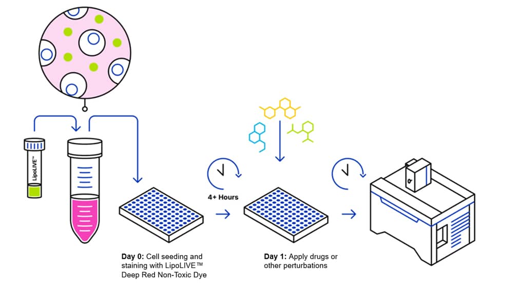 LipoLIVE™ Green Non-Toxic Dye protocol overview