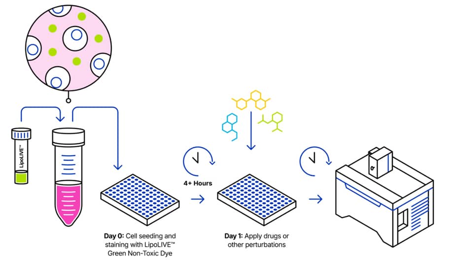 LipoLIVE™ Green Non-Toxic Dye protocol overview