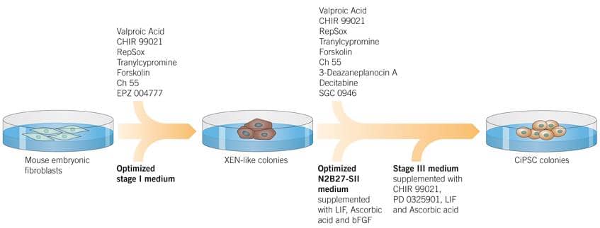 Highly Efficient Generation of CiPSCs from MEFs https://resources.tocris.com/images/protocols/mefs-to-cipscs.jpg?v=1