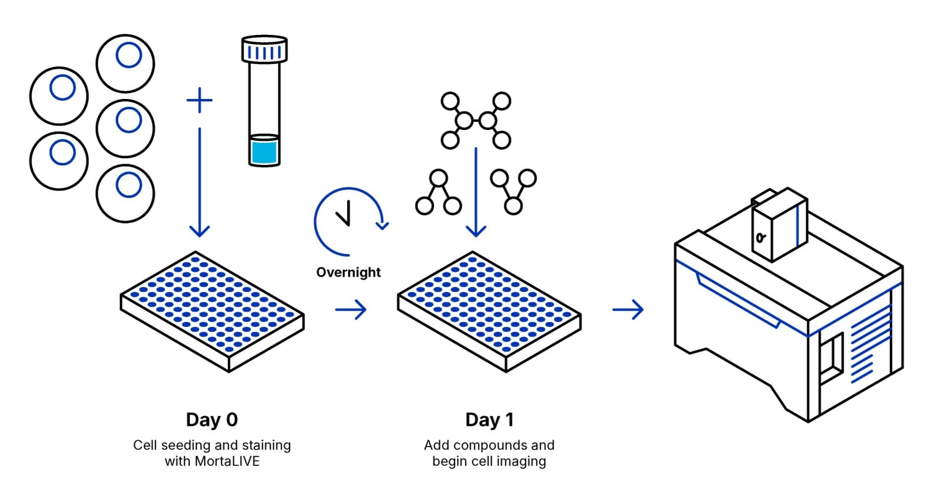 MortaLIVE Non-Toxic Dye Protocol Overview MortaLIVE Non-Toxic Dye Protocol Overview