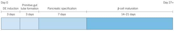 Timeline for Generation of Beta Cells from hPSCs https://resources.tocris.com/images/protocols/pscs-to-beta-cells-timeline.jpg?v=1