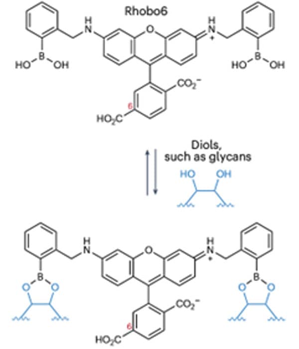 Rhobo6 ECM Dye structure Rhobo6 ECM Dye structure