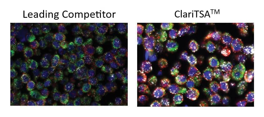 Comparison of TSA Vivid dyes versus competitor in HeLa cells