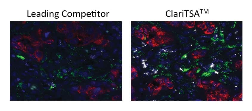 Comparison of TSA Vivid dyes versus competitor in human lung cancer cells