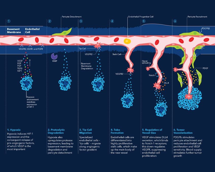 Angiogenesis | Cell Biology | Tocris Bioscience