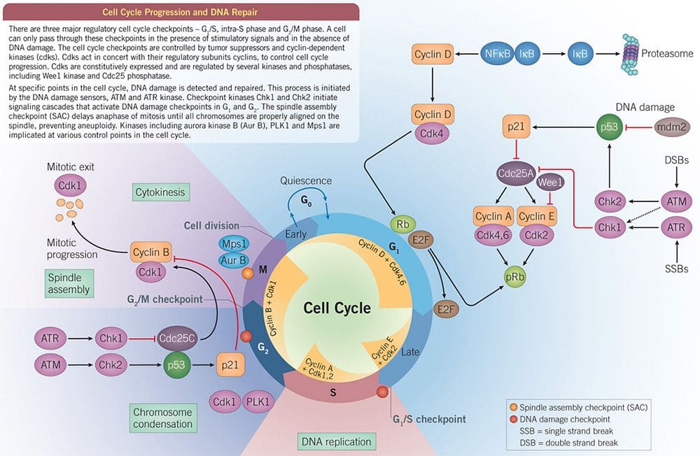 Cell Cycle Checkpoints Dna Damage