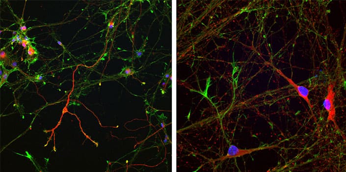 Fluorescent images of Cells cultured in Neuronal Media supplemented with TGFb3, cAMP, GDNF (Cat. No. 212-GD, R&D Systems), BDNF (Cat. No. 248-BDB, R&D Systems), N21-MAX (Cat. No. AR008, R&D Systems). 