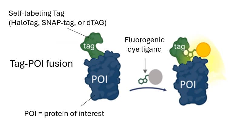 Illustration of self-labeling Tag protein fusion protein labeled with a fluorogenic dye ligand.
