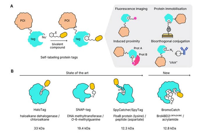 Illustration of self-labeling tag platforms for protein analysis and manipulation.