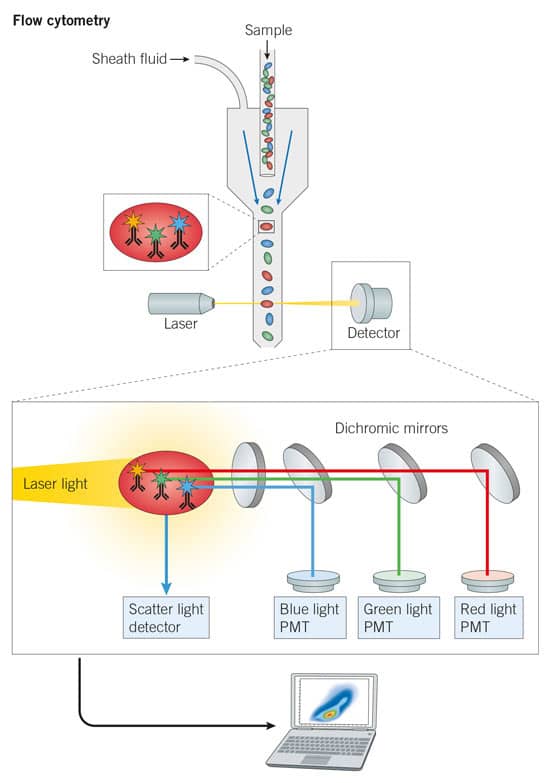 Flow Cytometry Procedure