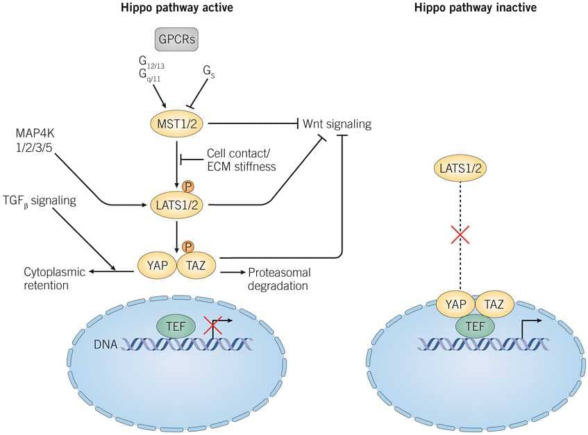 The Hippo/YAP/TAZ signaling pathway