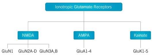 Classification of Ionotropic Glutamate Receptors