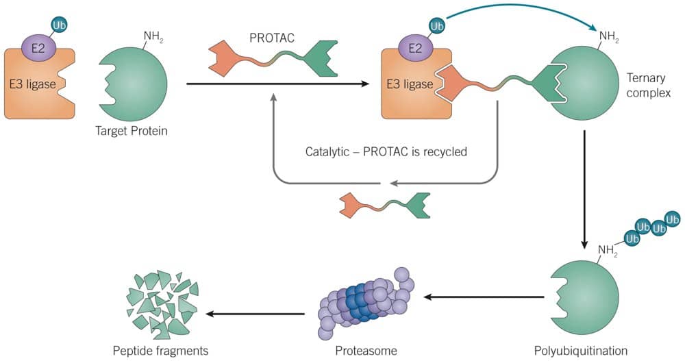PROTACs | Tocris Bioscience